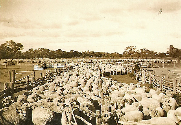 The Stockyards on Keith's 3000 acre farm